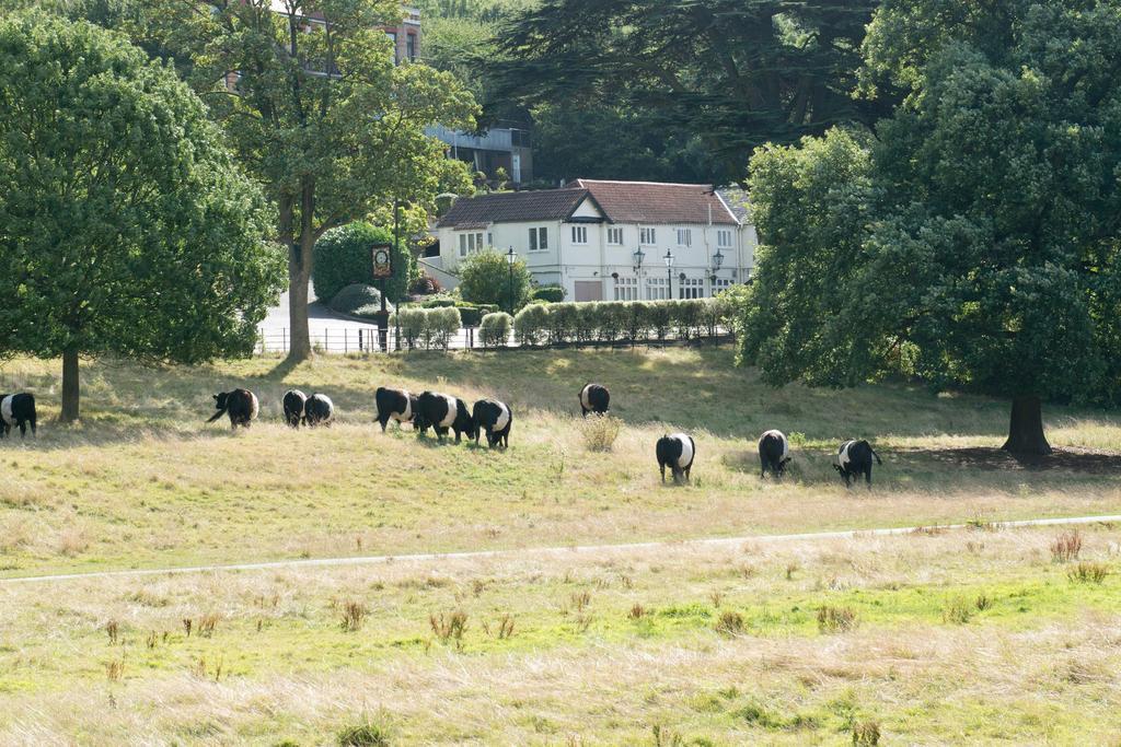 Inn Rose Of York *